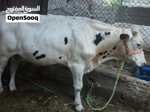 اللهم. صلي علئ محمد وال محمد  بمناسبه شهر محرم الحرام