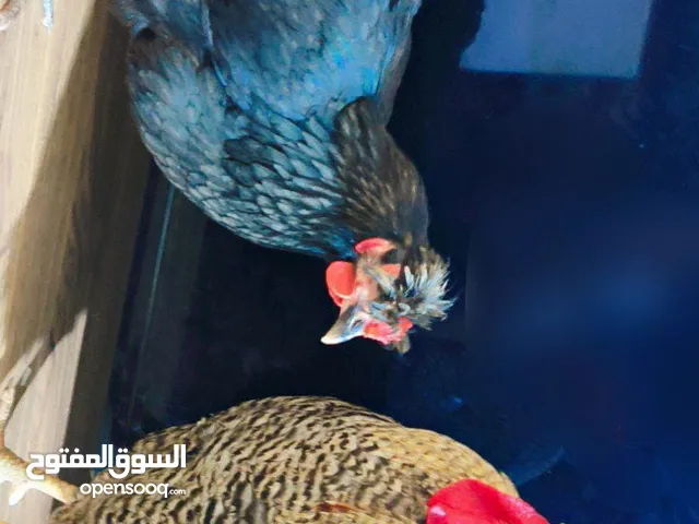 اسلام عليكم يوجد دجاج عرب للبيع مكاني بغداد سعر مناسب