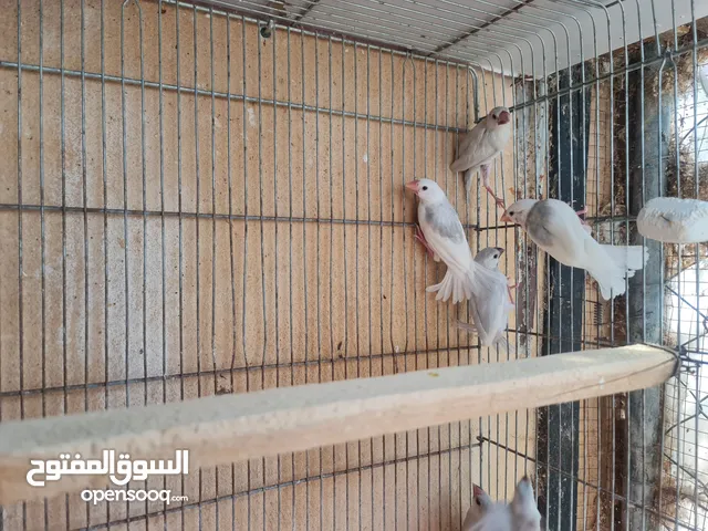 متاح جوزين جاوا مخاليف بايد لون ابيض والمنيوم وجوز لون اسود