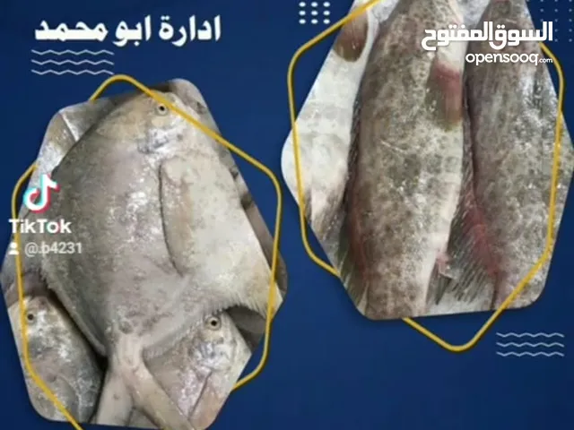 صباح الاحمد فرع جمعية B4 جميع الأسماك المشويه والطازجه