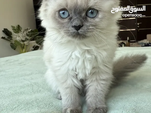 للبيع قطط صغيره