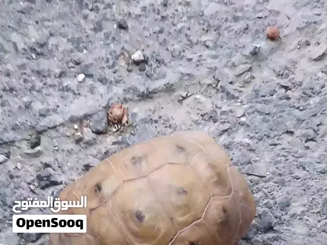 سلحفاه سلحفاه