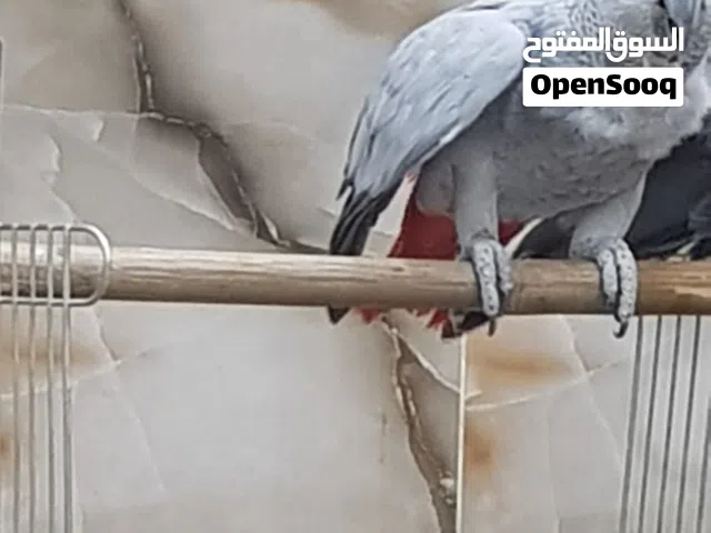كاسكو بري ثلجي افريقي بيه اربع كلمات قابل للتلقين