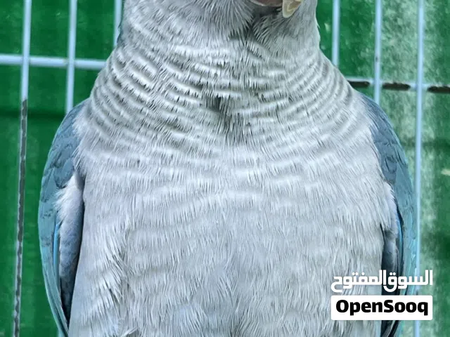 زوج كويكر الراهب للبيع
