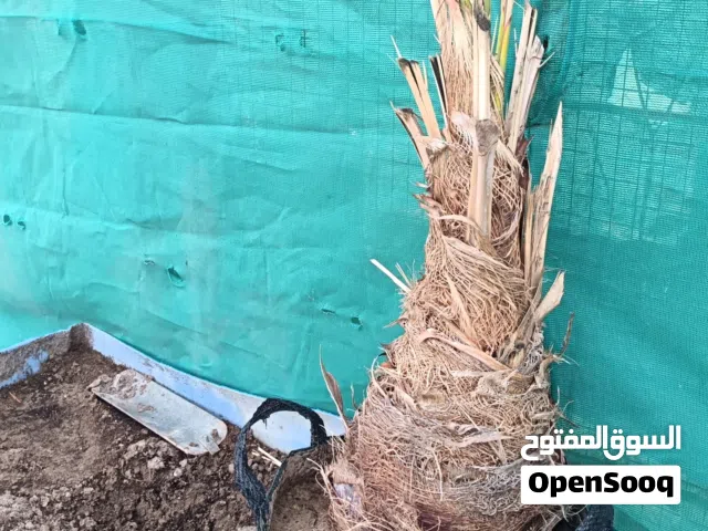 مطلووووب فسيلة نخلة خشكار الابيض