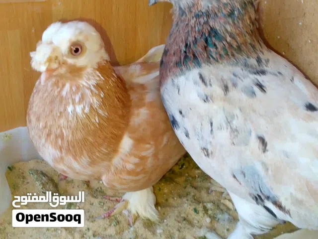 جوز مكويات شوف الوصف
