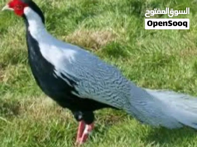 طيور فزن و فرانكلين