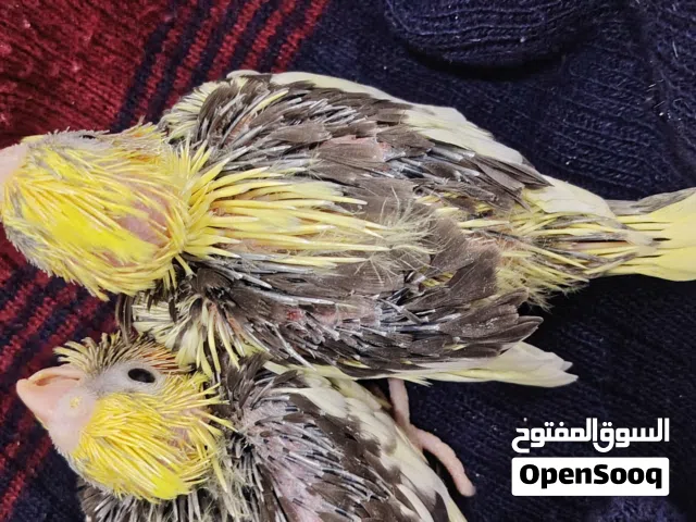 افراخ كوكتيل عدد2 جوه امهاتهن انت تاخذهن وتزقهن