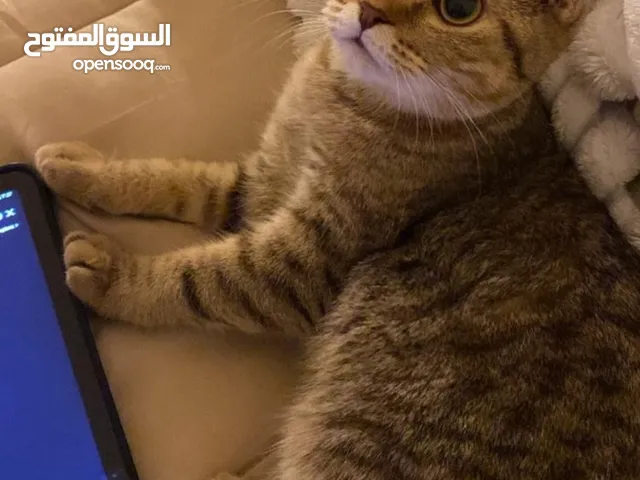 كتن انثى 4 شهور سكوتش تربل فولد بكامل اغراضها .. دفتر تطعيمات ..