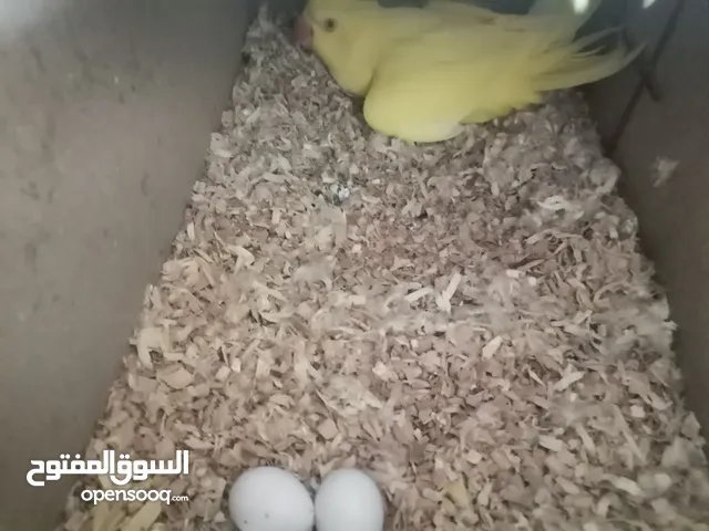 طيور البينو ابيض