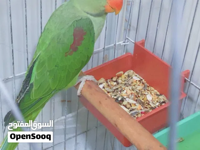 ببغاء الكساندر ( درة نيبالي )