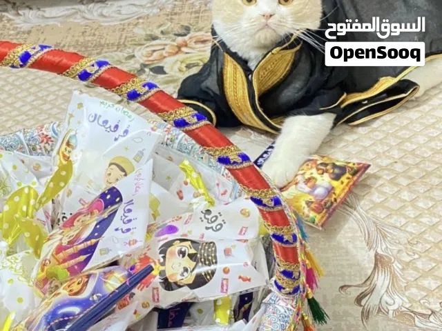 قط سكوتش للبيع
