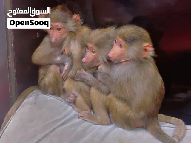 السلام عليكم للبيع قرود