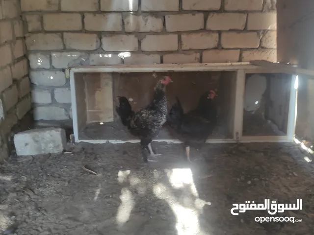 دجاج براهمي العمر 4 اشهر