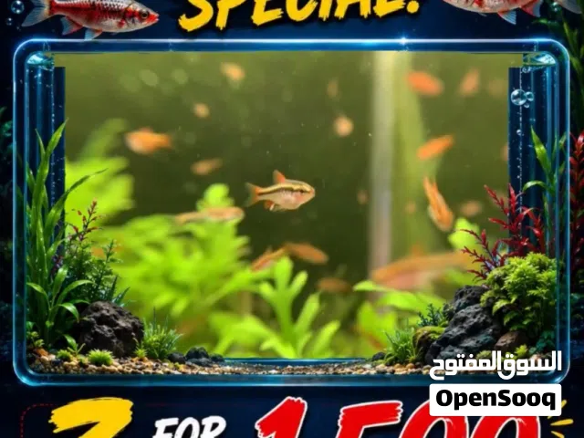 Cherry barb fish