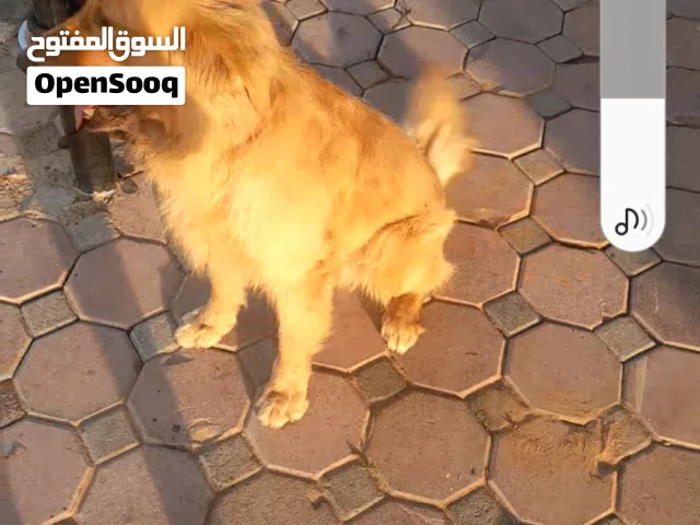كلب زكر بالجواز سليم ميه بالميه