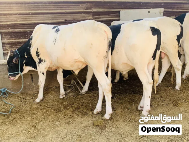 عجول العدد4 حلوات سمان وعراقي مال بيت ع 2,700 مكاني بصره شط ألعرب الكباسي