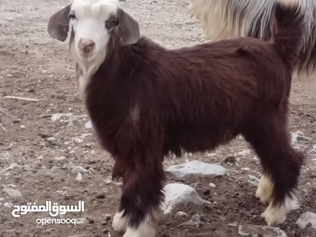 جدي من حلال الرحوب