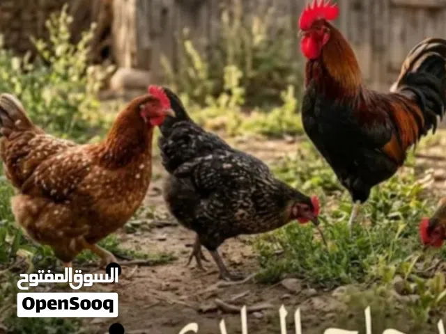 نشتري دجاج بلدي احمر