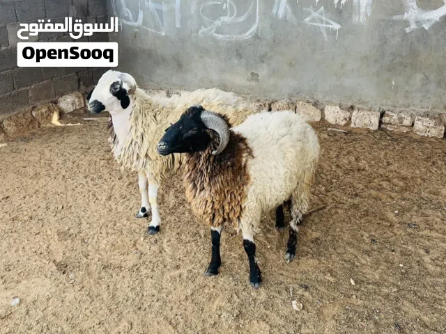 اضاحي عيد اللهم بارك فوق السته شهور