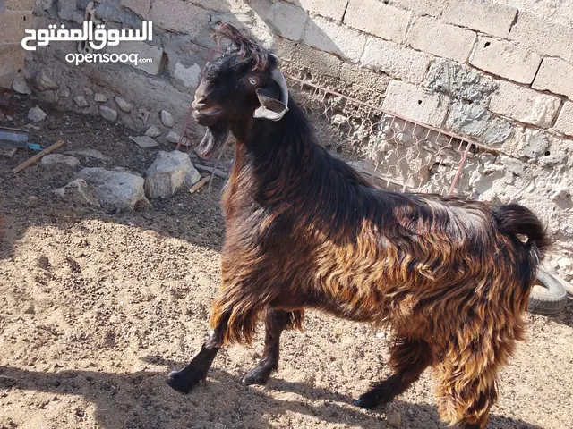 ثني  البيع  كفالة هداد