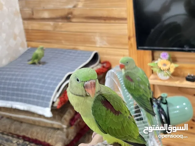 للبيع ببغاء نيبالي و دره