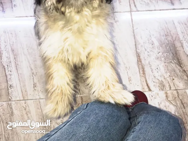 للبيع كلب مدرب