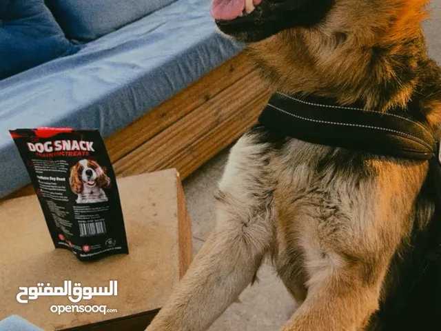 كلب جيرمان