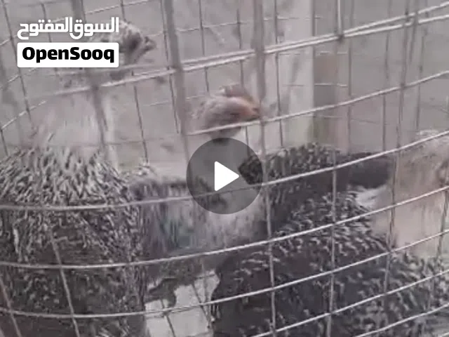 متوفر دجاج فيومي