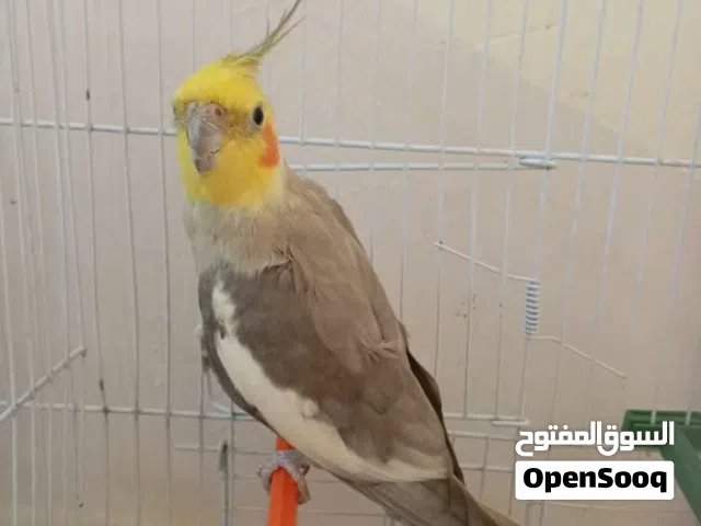 السلام عليكم الله يبارك كوبيا روز مصوقره. السعر ريش 200 ذكر كوكتيل حبشي السعر 120 المكان مصراته