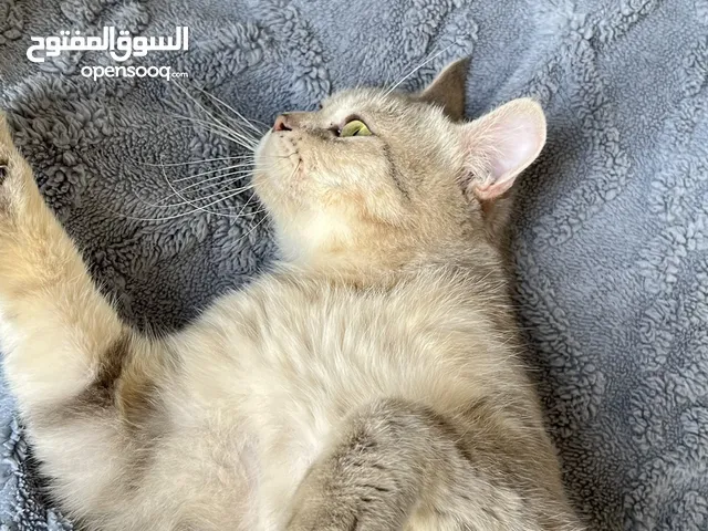 قط سكوتش ستريت بيور القط ذكر للبيع