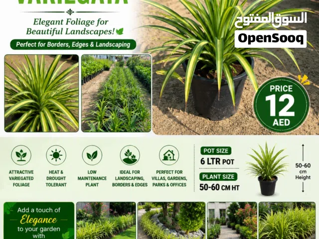 Pandanus Variegata – Elegant Variegated Foliage Plant  50-60 cm Height  6L Pot