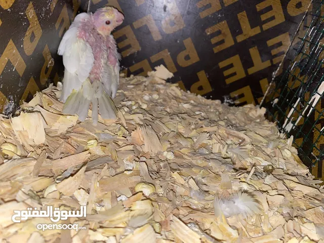 للبيع زوج كروان مع فرخ