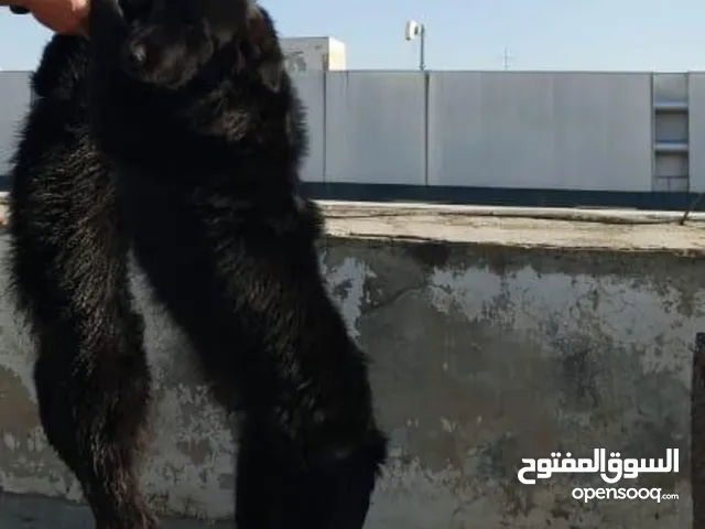 ككلبين نوع جولدن ذكر وانثي بسعر مميز جدا