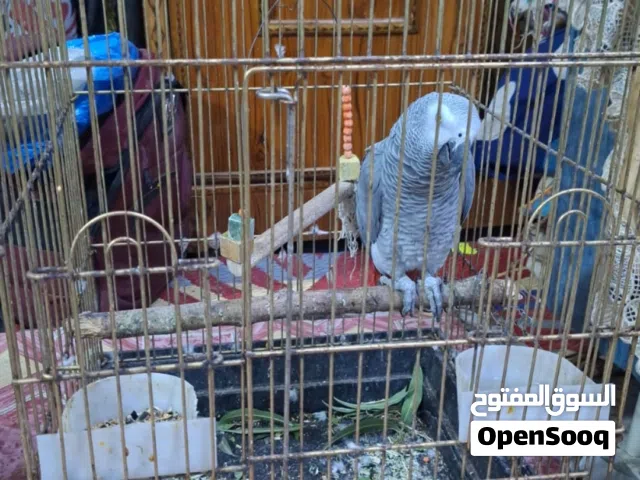 ببغاء اليف فول متكلم
