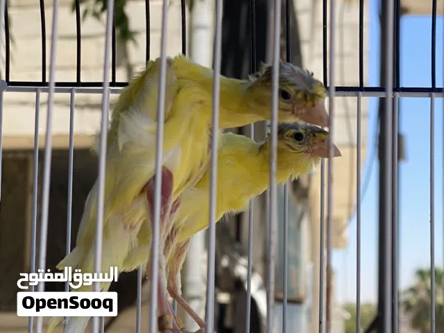 كنارات حبات تبارك الرحمن للبيع