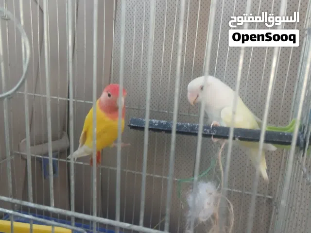 جوز روز مشاءالله