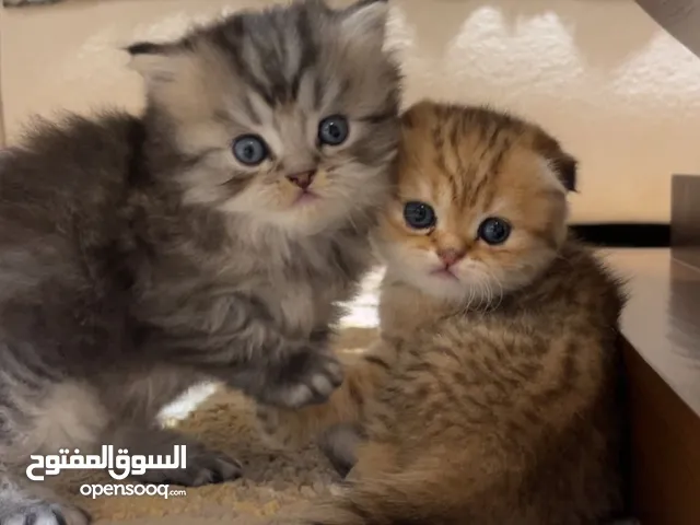 قطة سكوتش فولد مكس جولدن تابي جميلة جدا و لعوبة العمر ثلث اشهر متعودة على اليتر بوكس