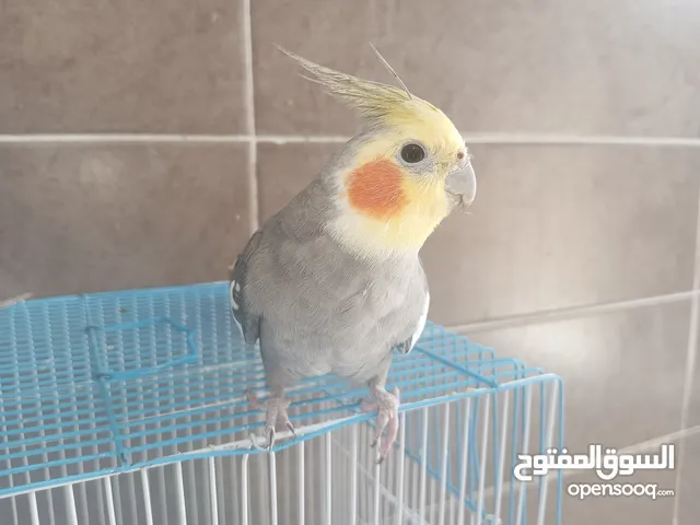كوكتيل أقر الوصف
