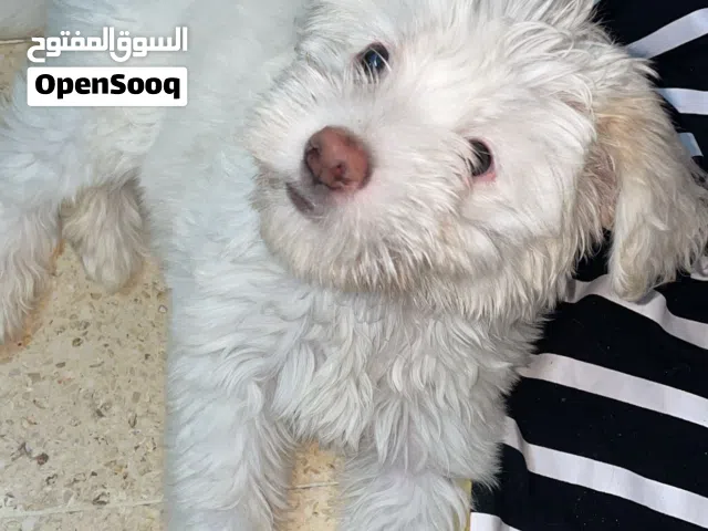 كلب فرنسي عمر 45 يوم للبيع  مع اغراضه