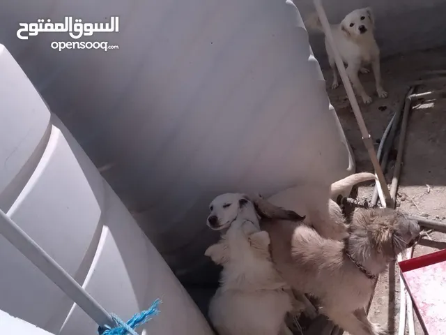 كلاب للبيع ثلث ذكور وانثى