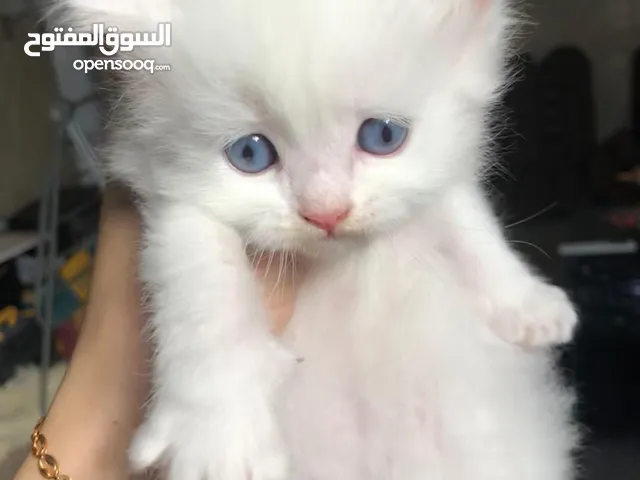 قط شيرازي عمر شهرين عيون زرقاء