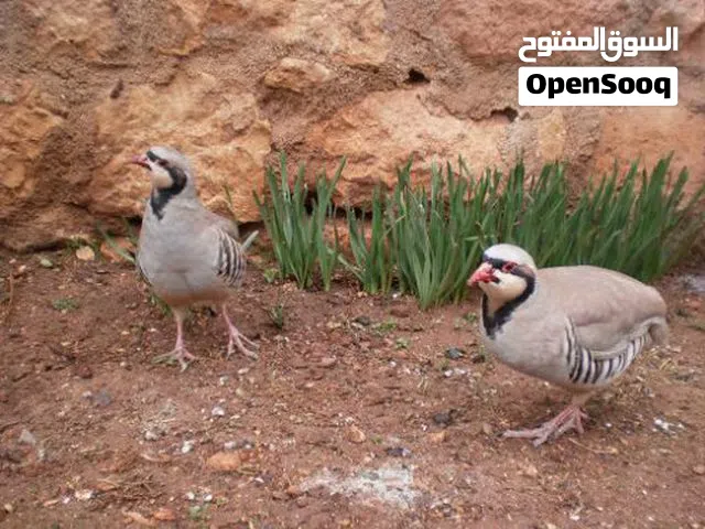 موجود ثلاث جواز شنار