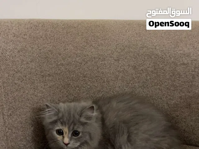 بيعه مستعجله