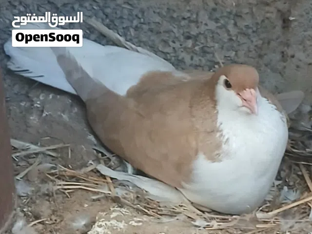 زوج شيرازي ملكي سوبر جامبو