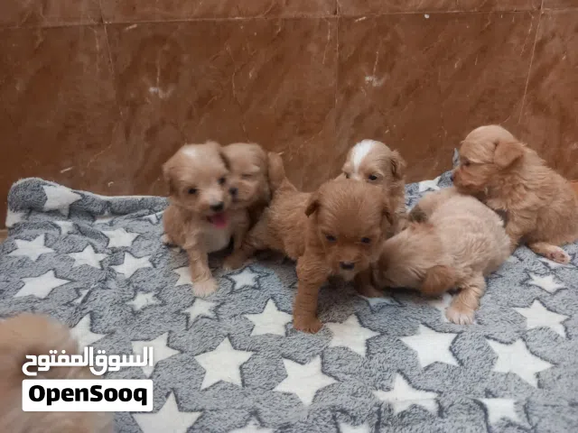 maltipoo is a mix breed which is Maltese and poodle.