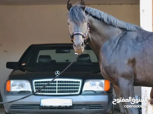 Used BMW 7 Series in Mafraq