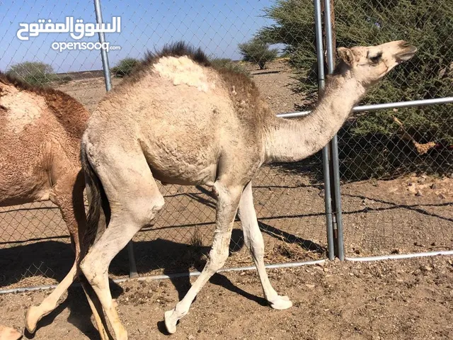 قعدان للبيع محليات م مركوضات مطعومات طعام نظيف وكلهن سمان ماشاءالله
