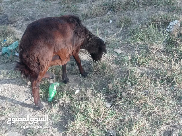 كبش بلادي كبيييير مرعى عشب و علاف . نظييييف 100% من مزارعة شوف من الصورة ... وسعر رخيييييص 65 الف