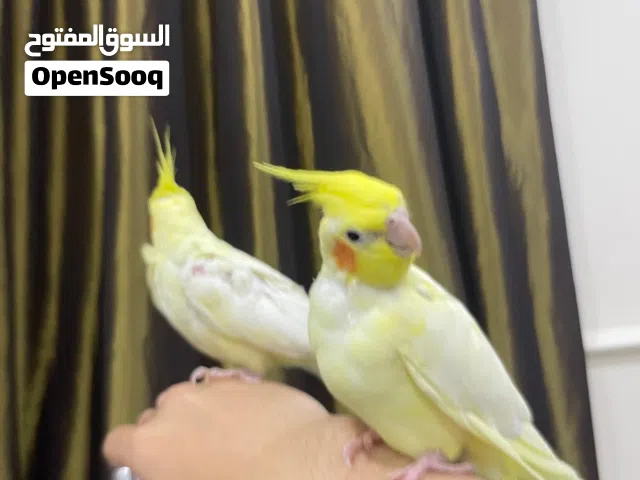 زوج كوكتيل غزير الانتاج